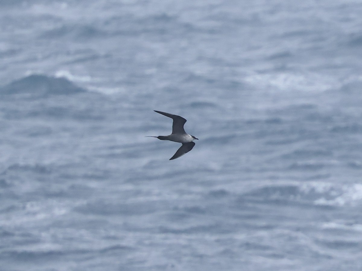 Long-tailed Jaeger - ML618910356