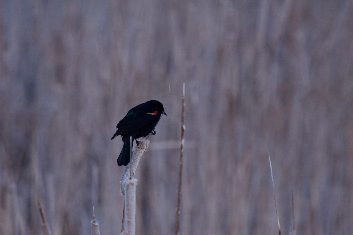 Red-winged Blackbird (Red-winged) - ML618910360