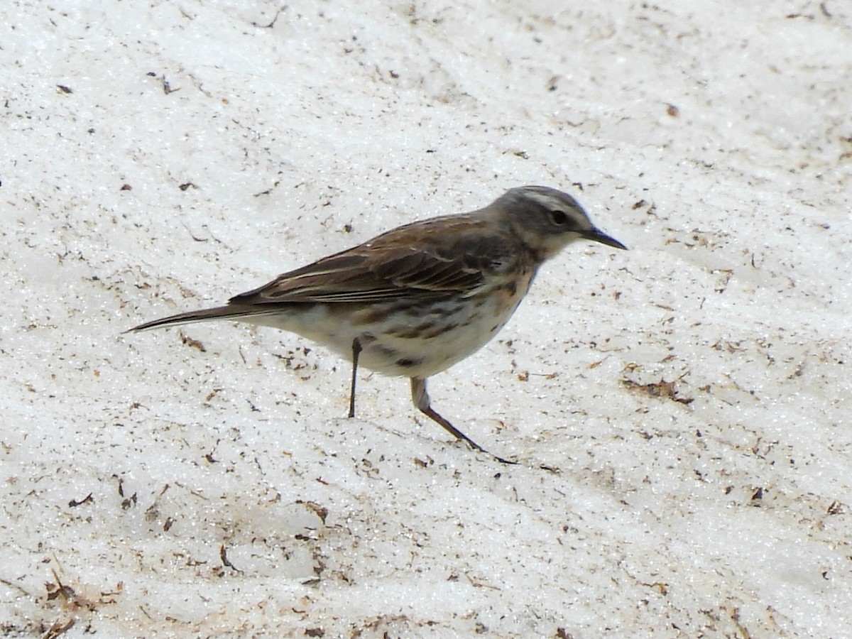 Water Pipit - ML618910375