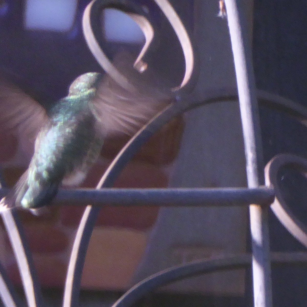 Anna's Hummingbird - ML618910438
