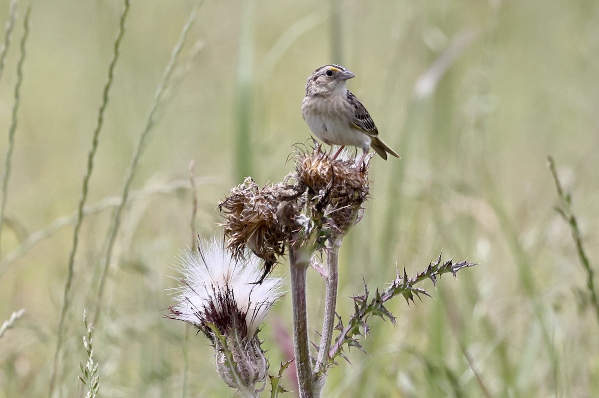 Grasshopper Sparrow - ML618910447