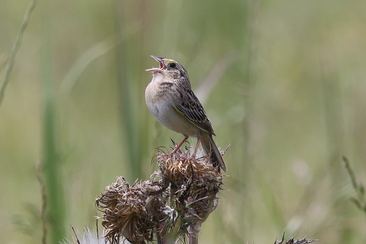 Grasshopper Sparrow - ML618910448
