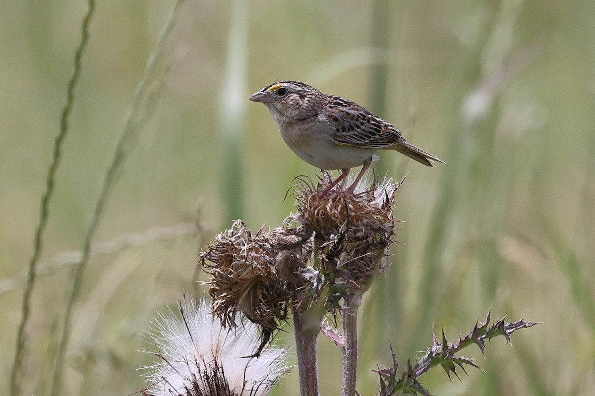 Grasshopper Sparrow - ML618910449
