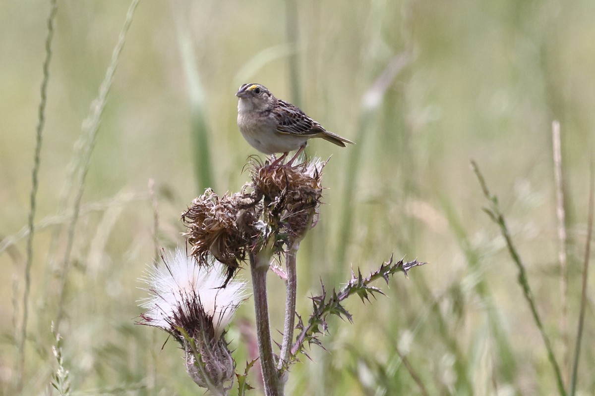 Grasshopper Sparrow - ML618910450