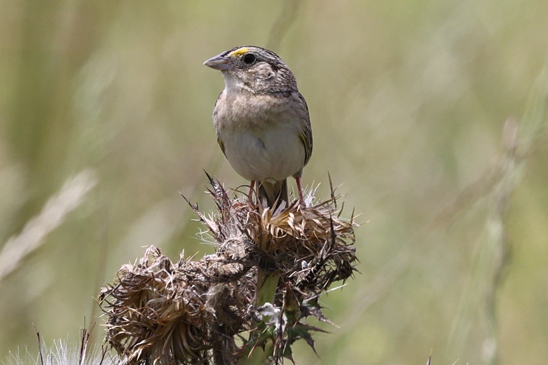 Grasshopper Sparrow - ML618910451
