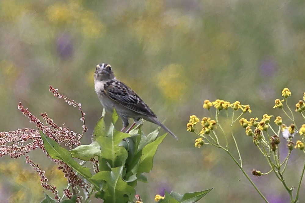 Grasshopper Sparrow - ML618910452