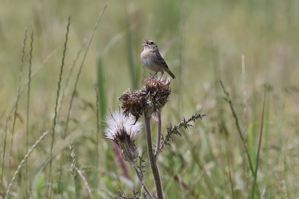 Grasshopper Sparrow - ML618910455