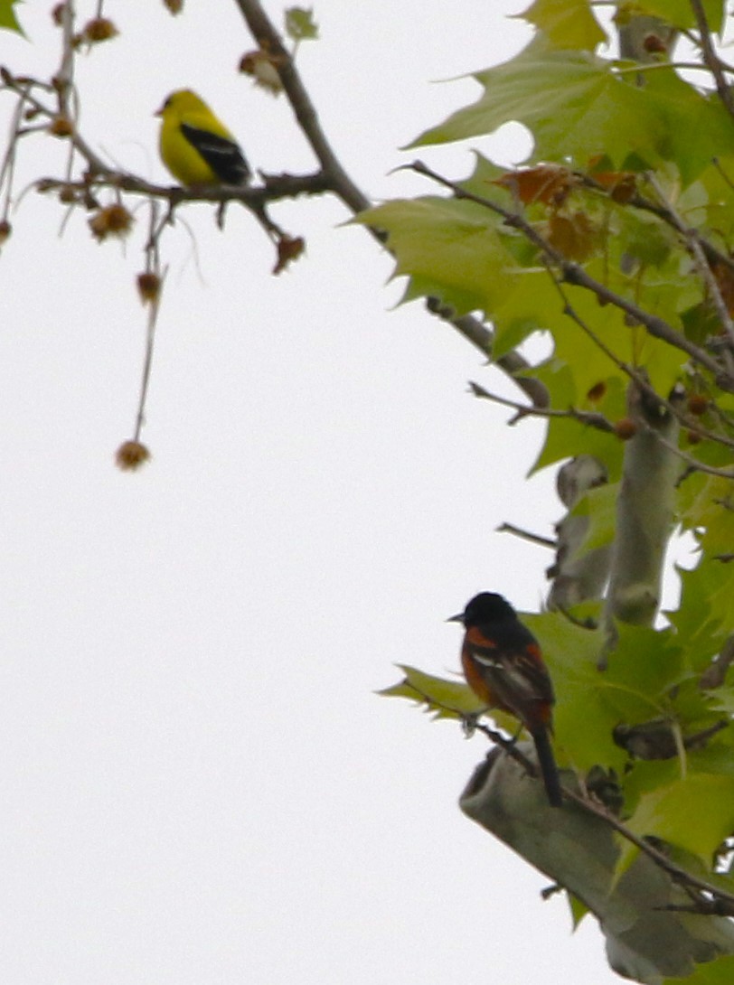 Orchard Oriole - ML618910490