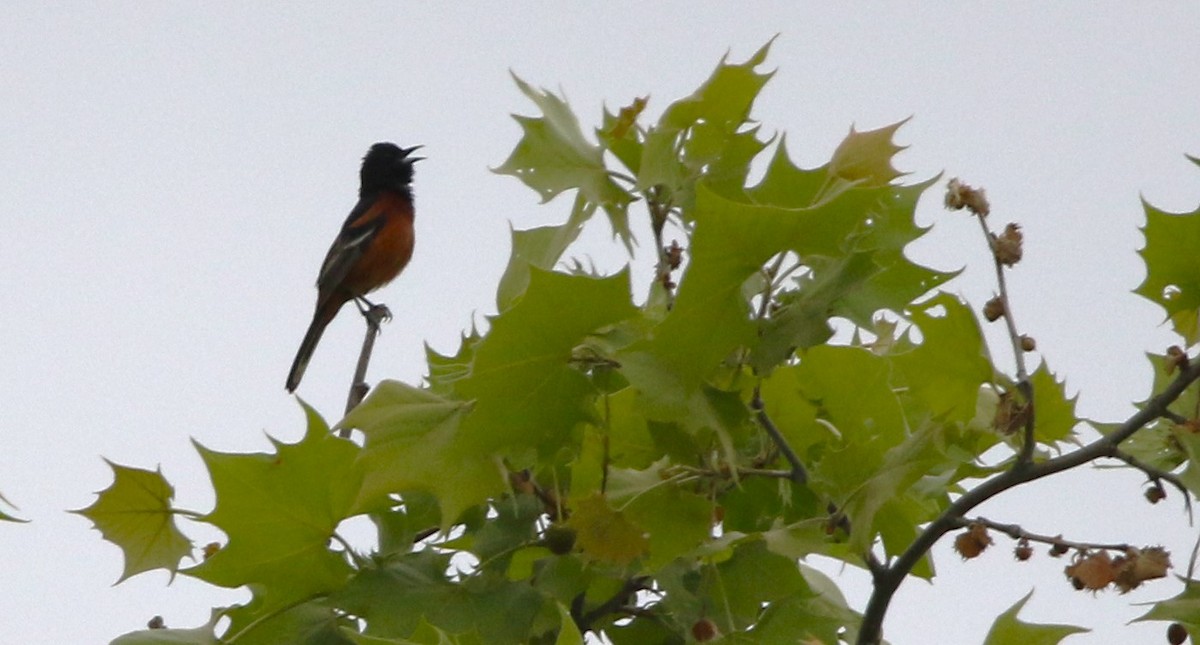 Orchard Oriole - ML618910491