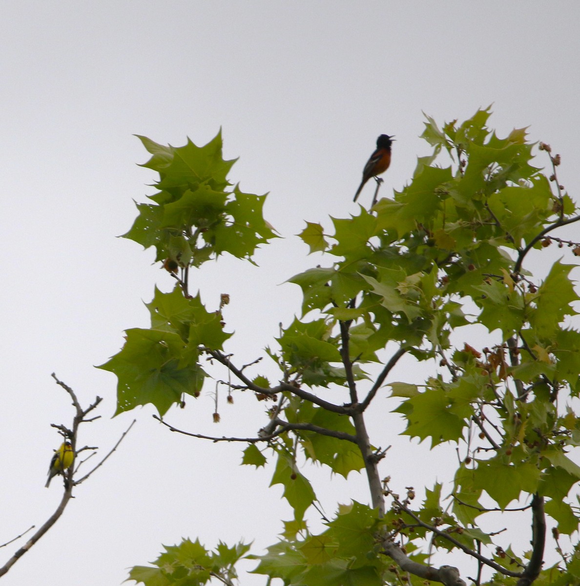 Orchard Oriole - ML618910492