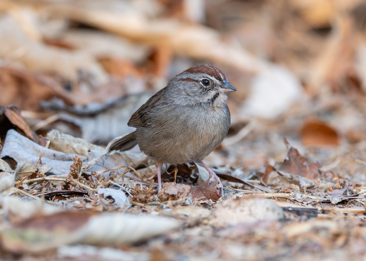 Rufous-crowned Sparrow - Patrick Van Thull