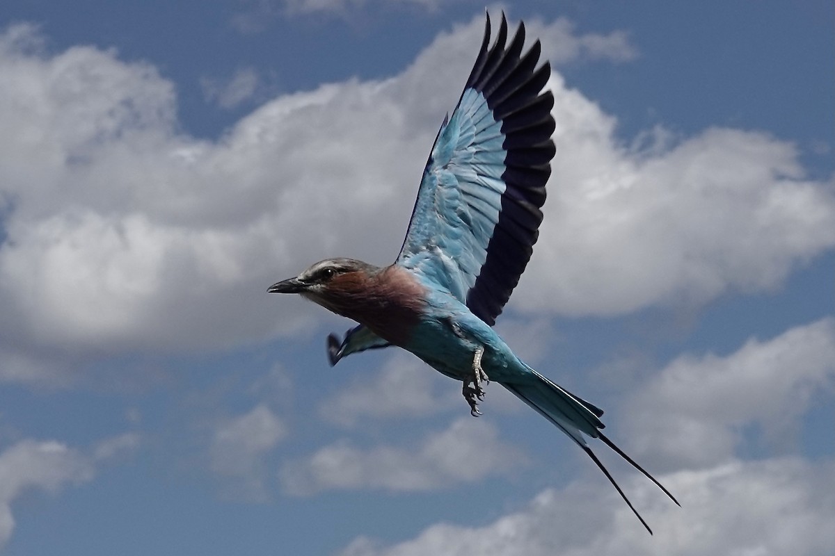 Lilac-breasted Roller - ML618910533