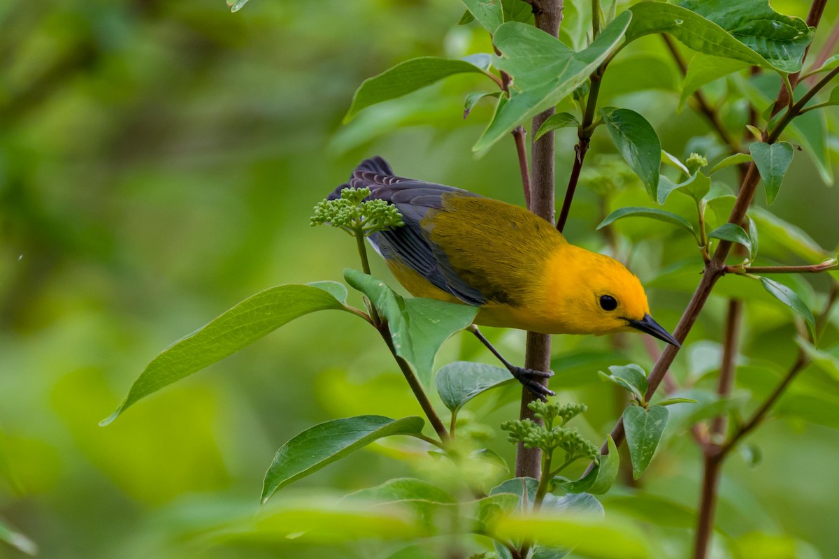 Prothonotary Warbler - ML618910600