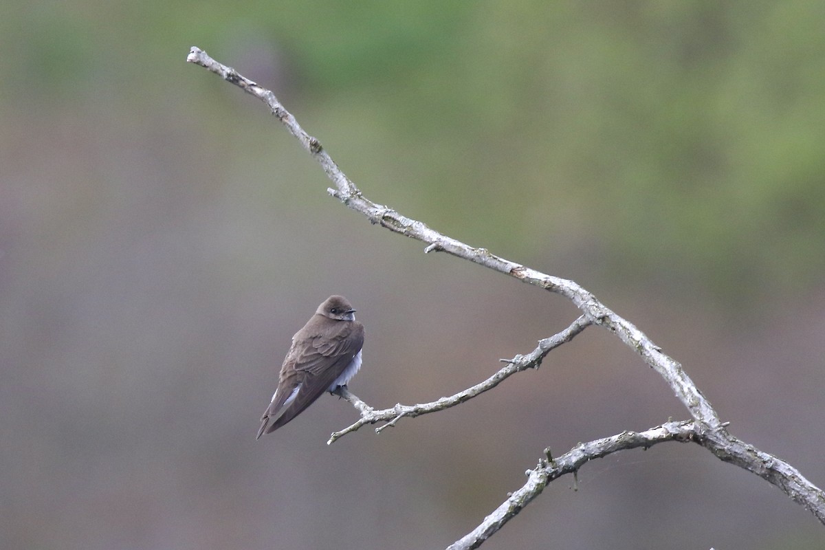 Northern Rough-winged Swallow - Nancy Villone
