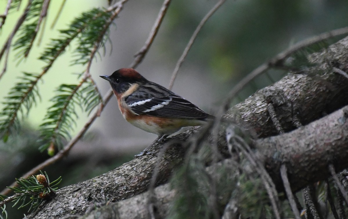 Bay-breasted Warbler - ML618910635