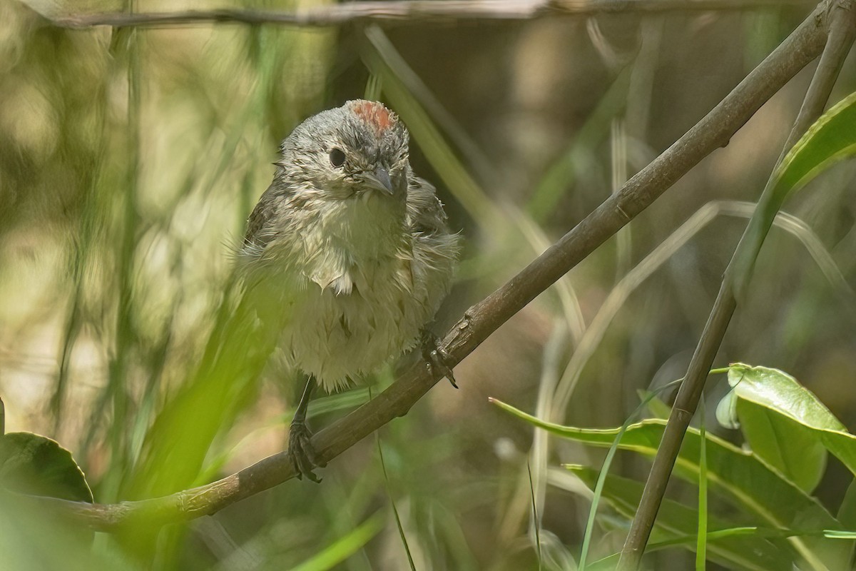 Lucy's Warbler - ML618910653