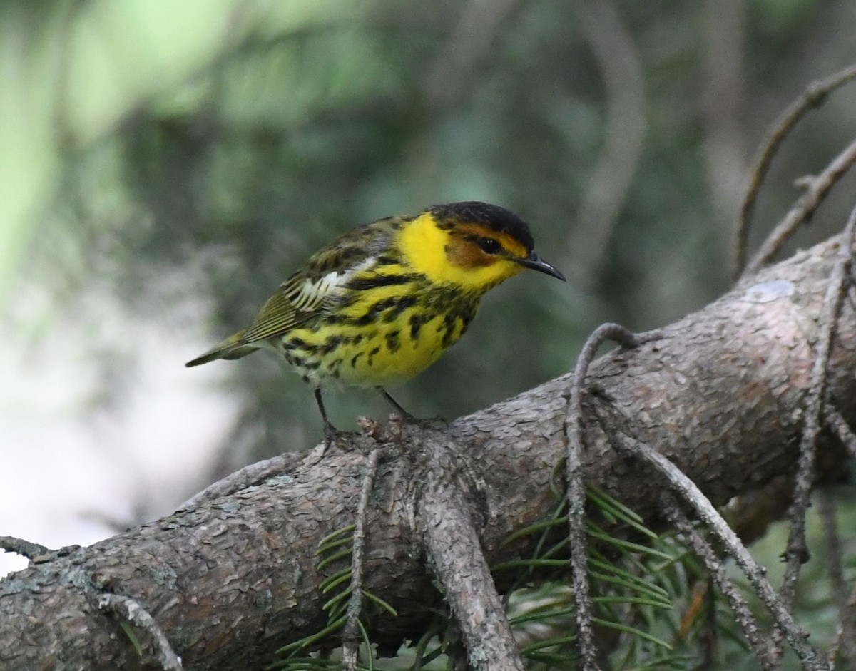Cape May Warbler - ML618910657