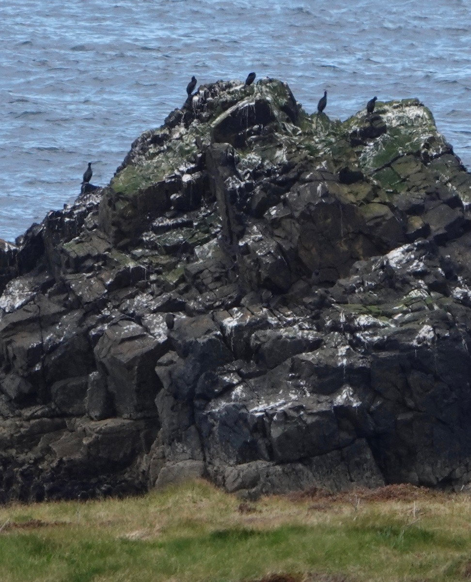 Great Cormorant (North Atlantic) - ML618910717