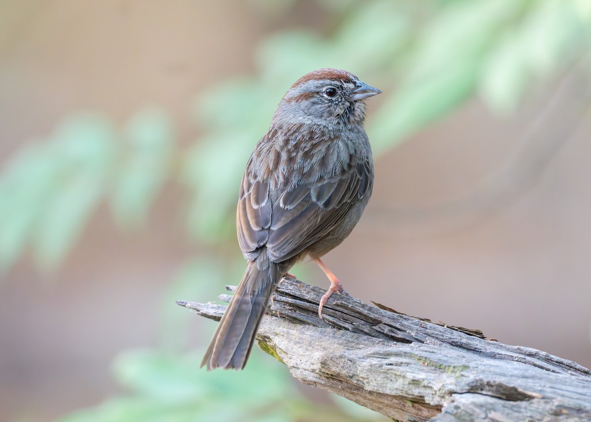 Rufous-crowned Sparrow - ML618910774