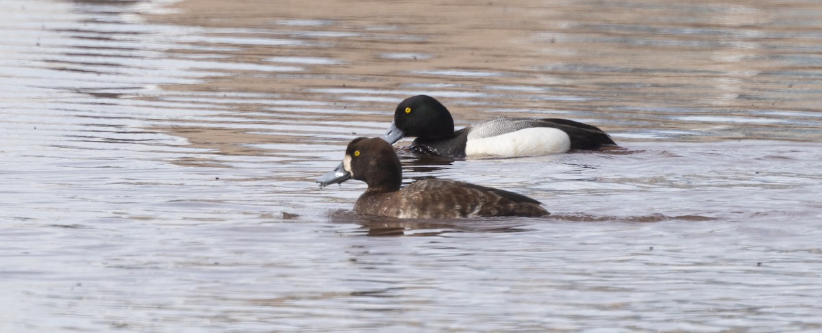 Greater Scaup - Nick Ramsey