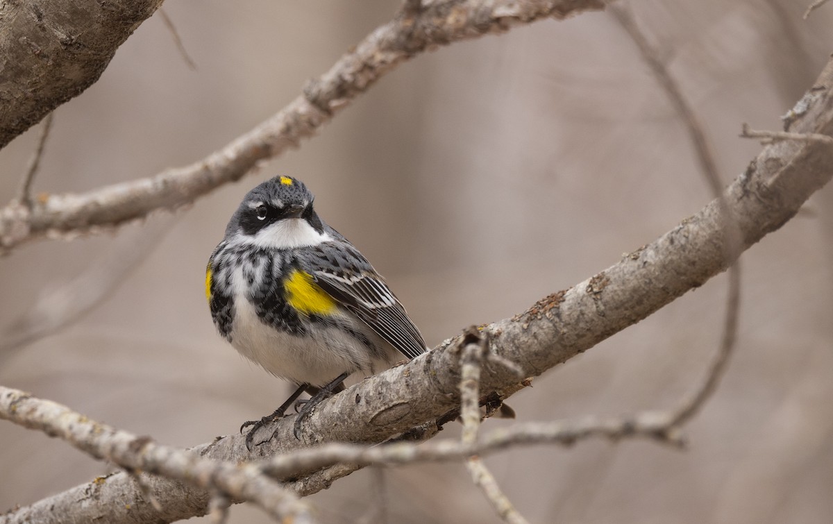 Yellow-rumped Warbler (Myrtle) - Nick Ramsey