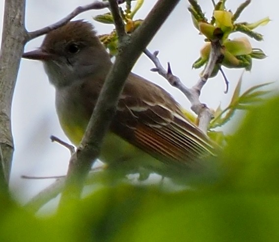 Great Crested Flycatcher - ML618910876
