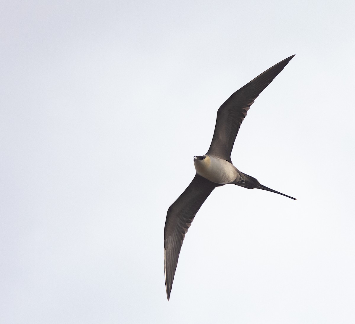 Long-tailed Jaeger - ML618910938