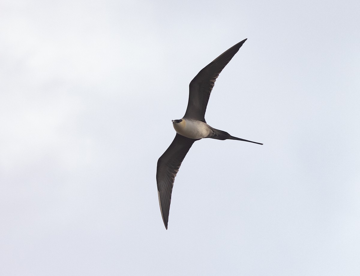 Long-tailed Jaeger - ML618910942