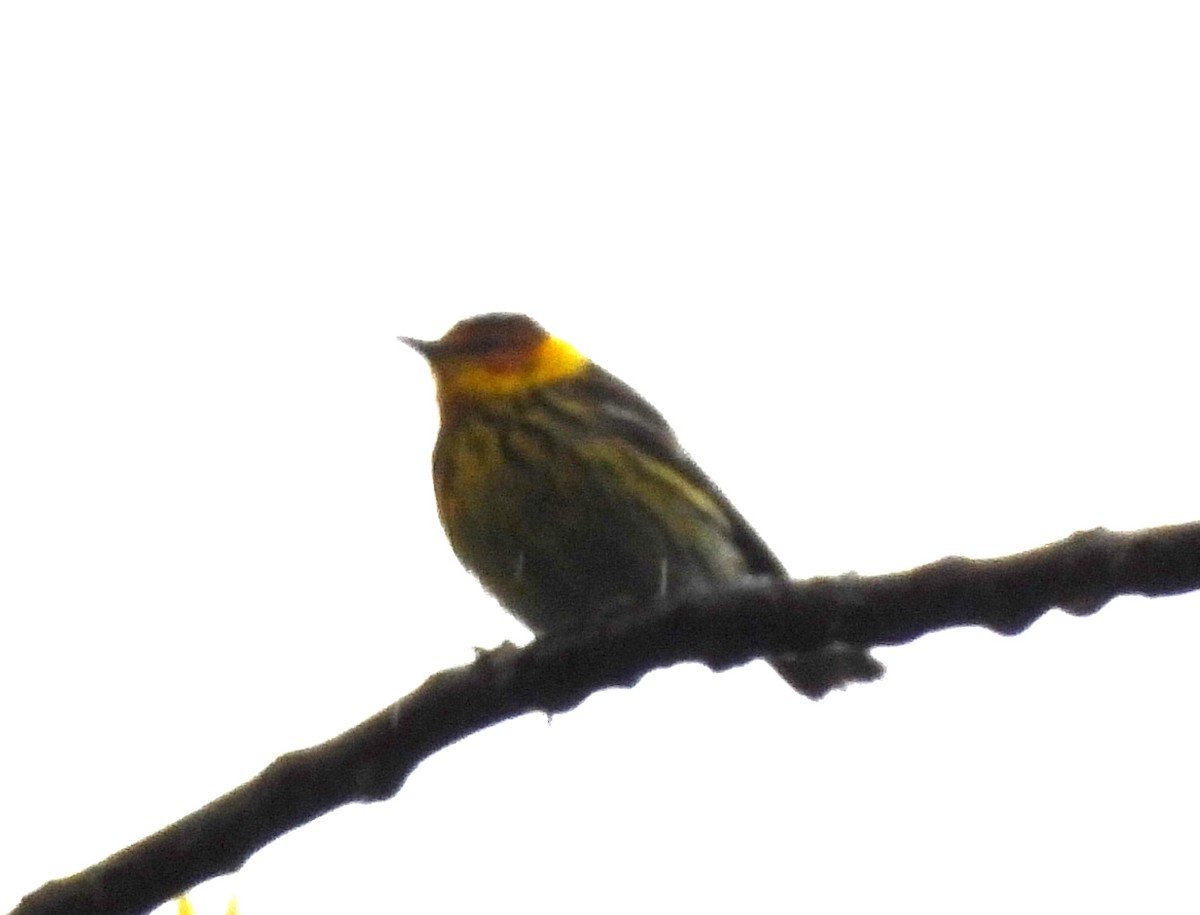 Cape May Warbler - ML618910970