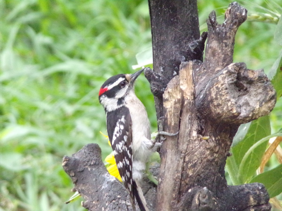 Downy Woodpecker - Texas Bird Family