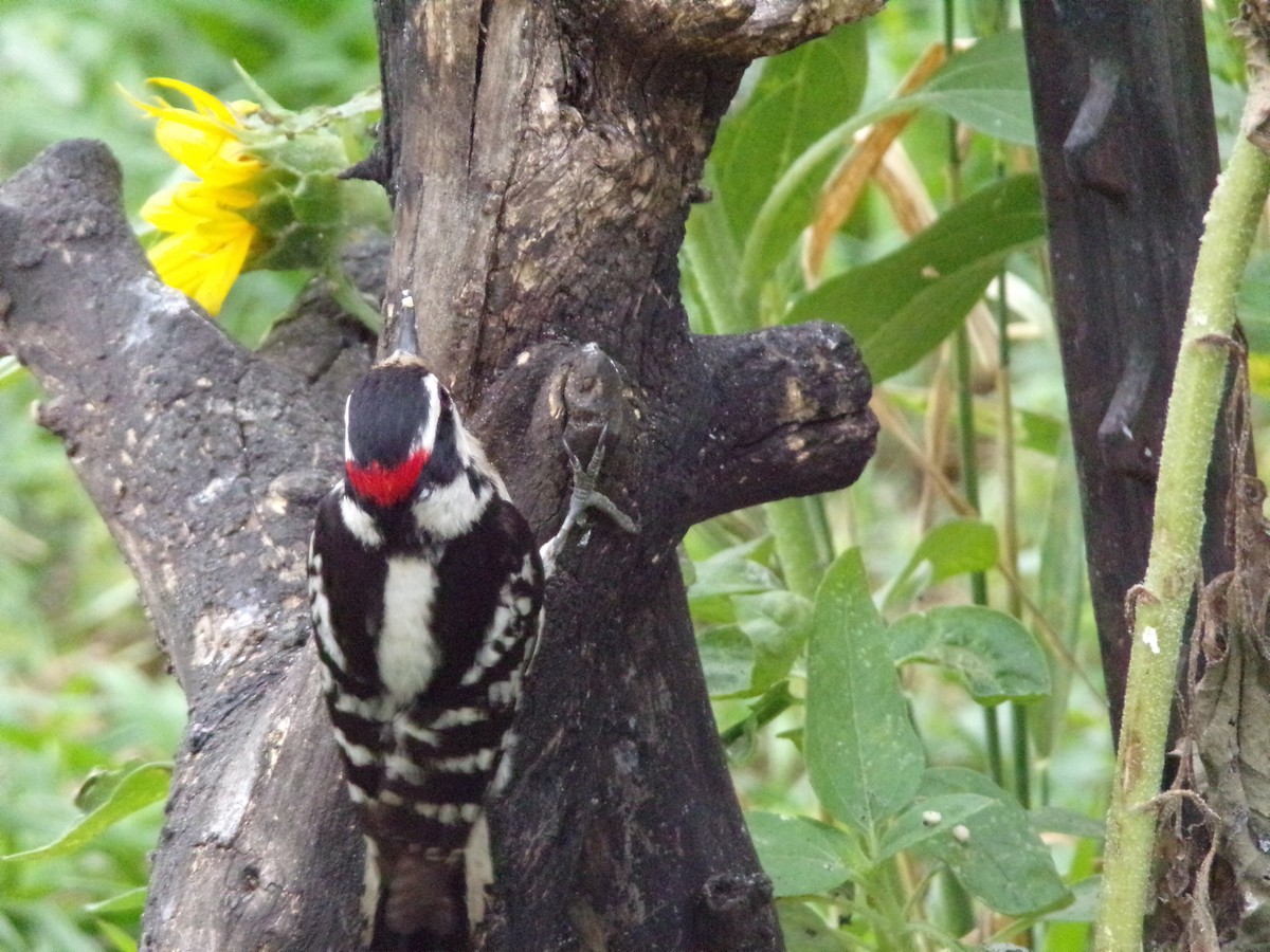 Downy Woodpecker - ML618911037