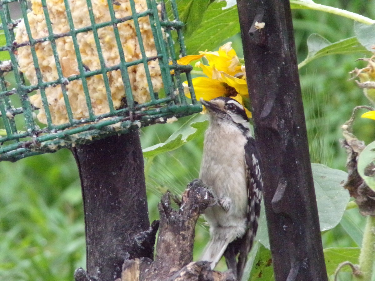Downy Woodpecker - Texas Bird Family