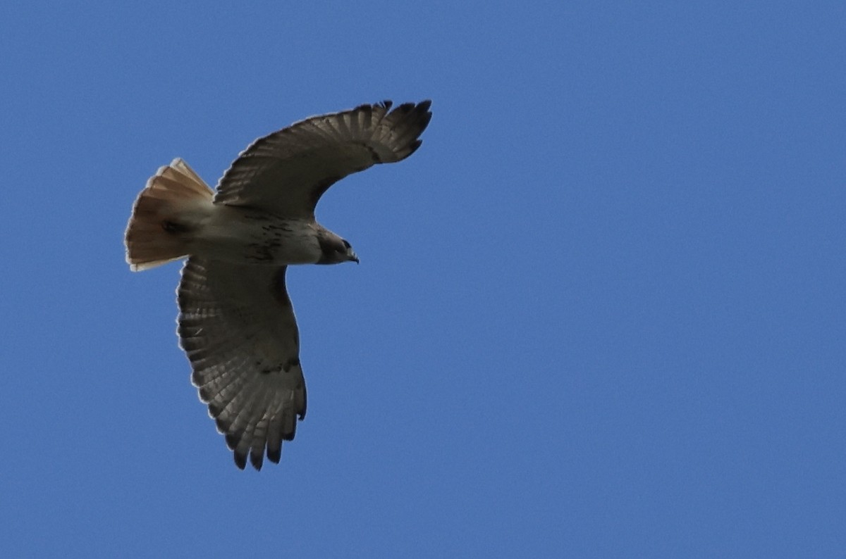 Red-tailed Hawk - ML618911043