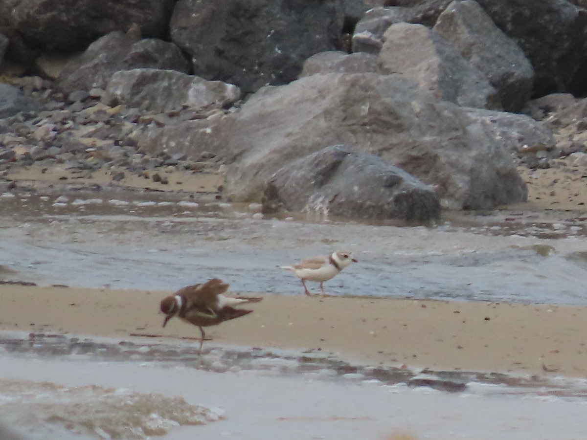 Piping Plover - ML618911056