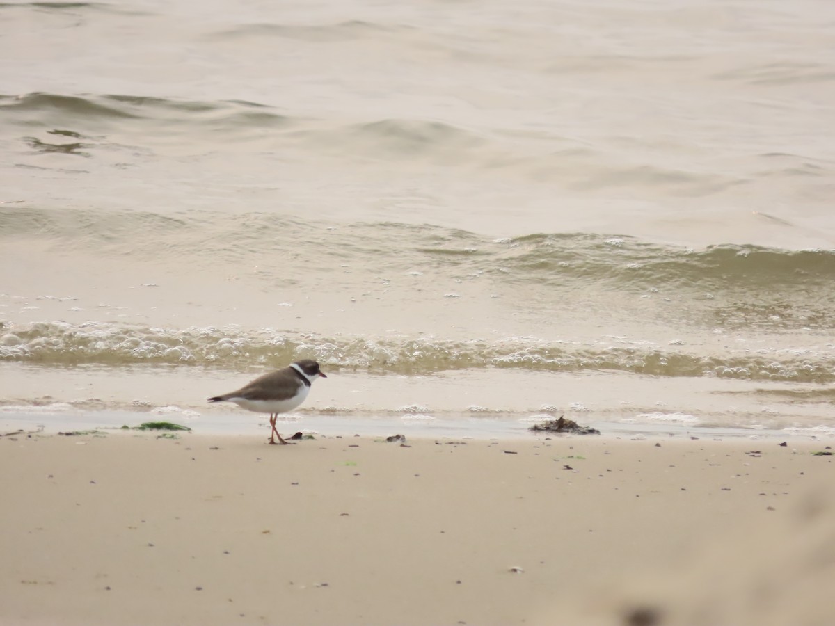 Semipalmated Plover - ML618911072