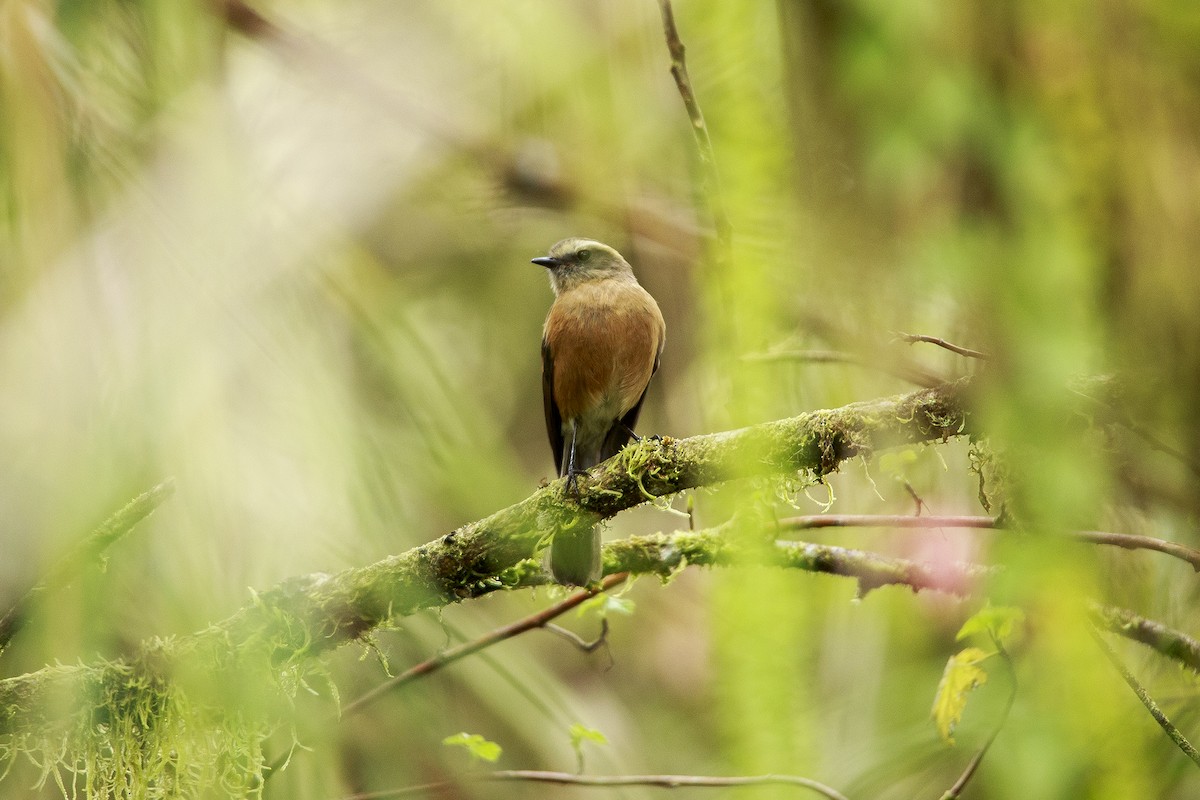 Brown-backed Chat-Tyrant - ML618911081