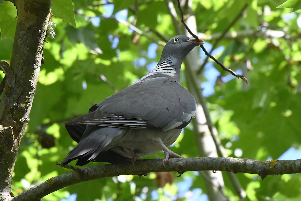 Common Wood-Pigeon - ML618911128