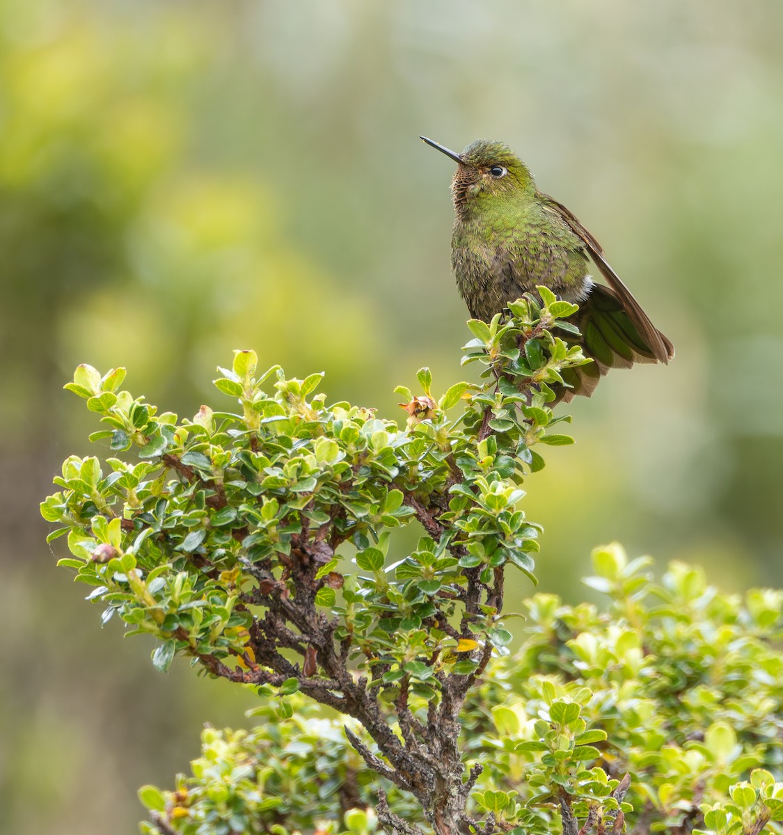 kolibřík dřišťálový - ML618911186