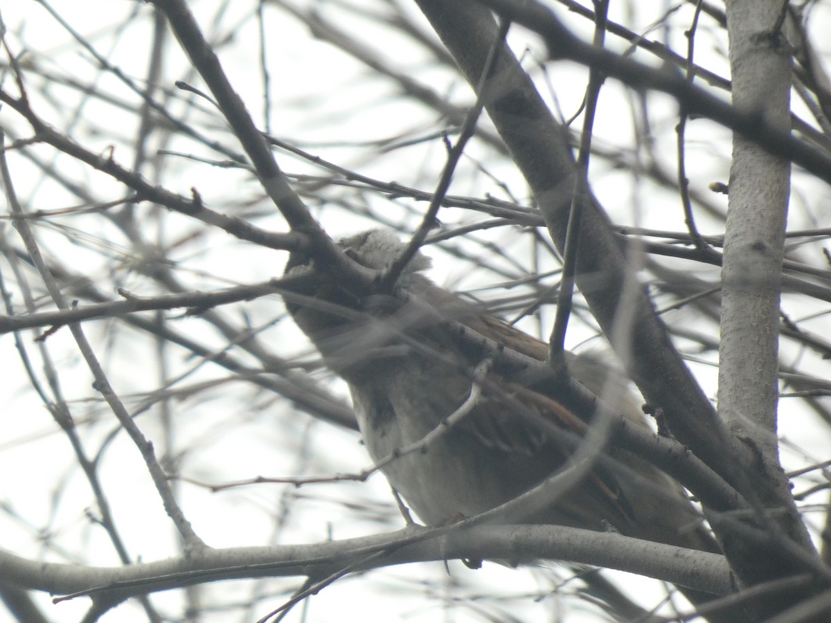 White-throated Sparrow - ML618911253