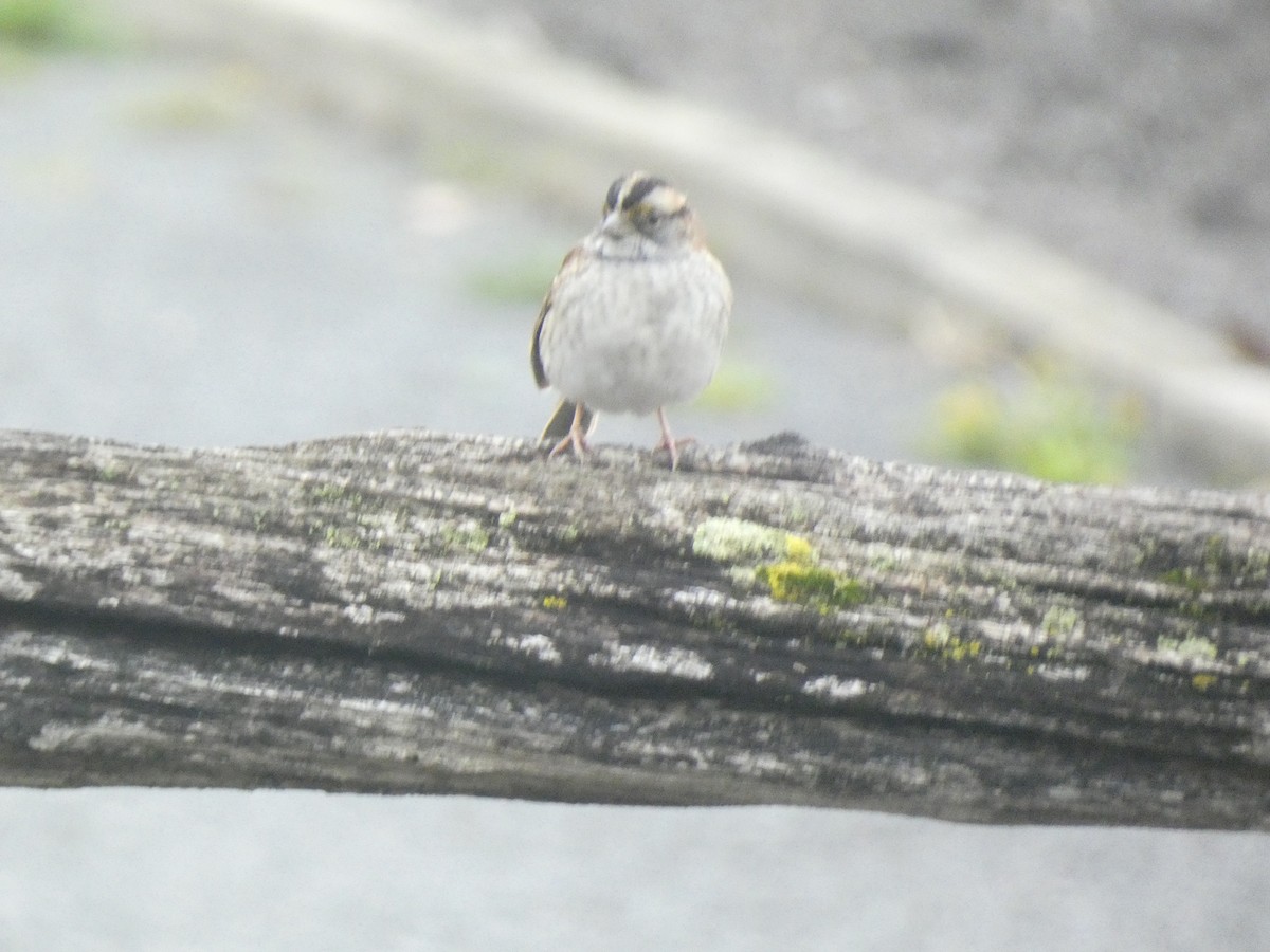 White-throated Sparrow - ML618911254
