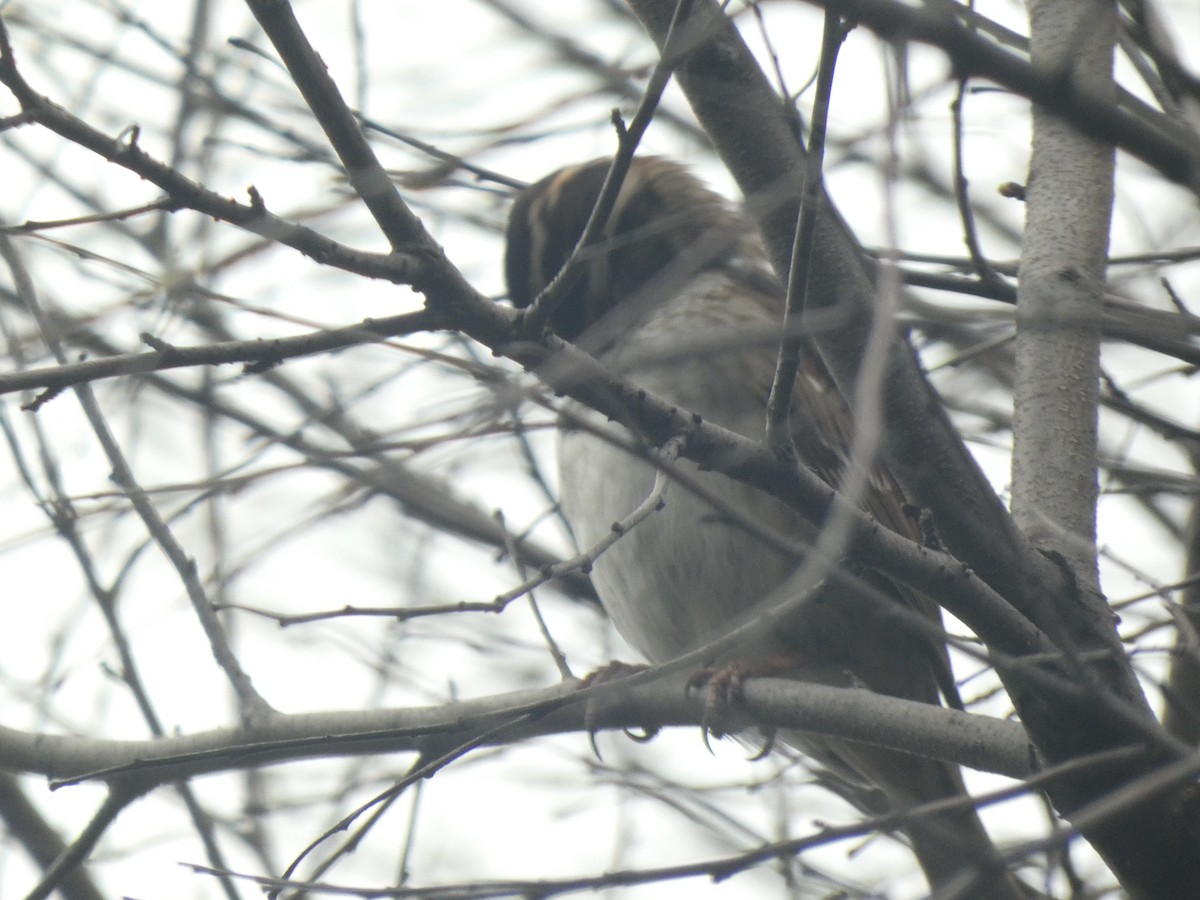 White-throated Sparrow - Fabian Orozco