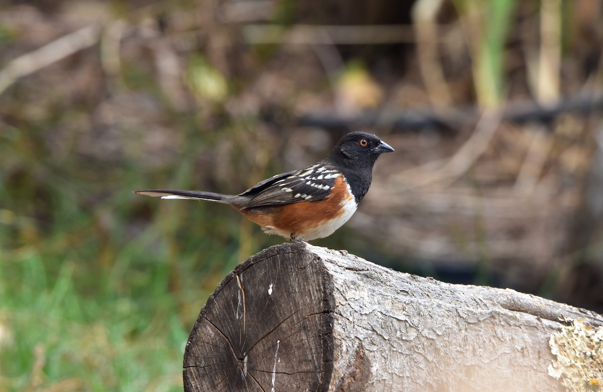 Spotted Towhee - ML618911361