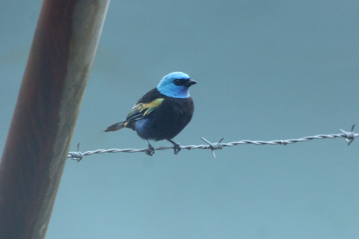 Blue-necked Tanager - Yasmin Martinez (Birding Piedemonte) Casanare