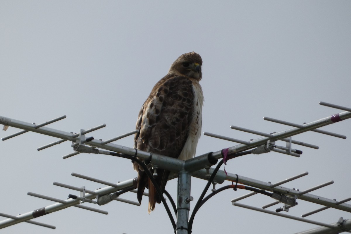 Red-tailed Hawk - ML618911406