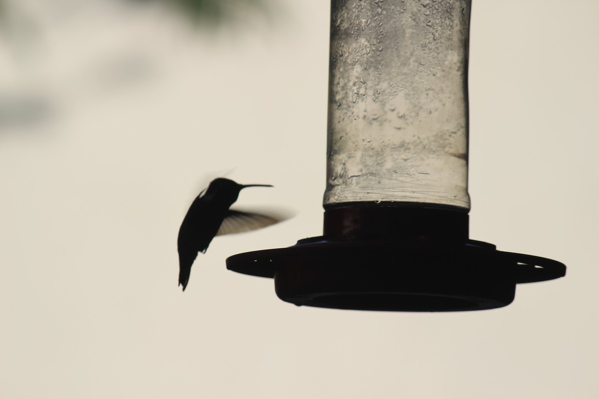 Costa's Hummingbird - ML618911409