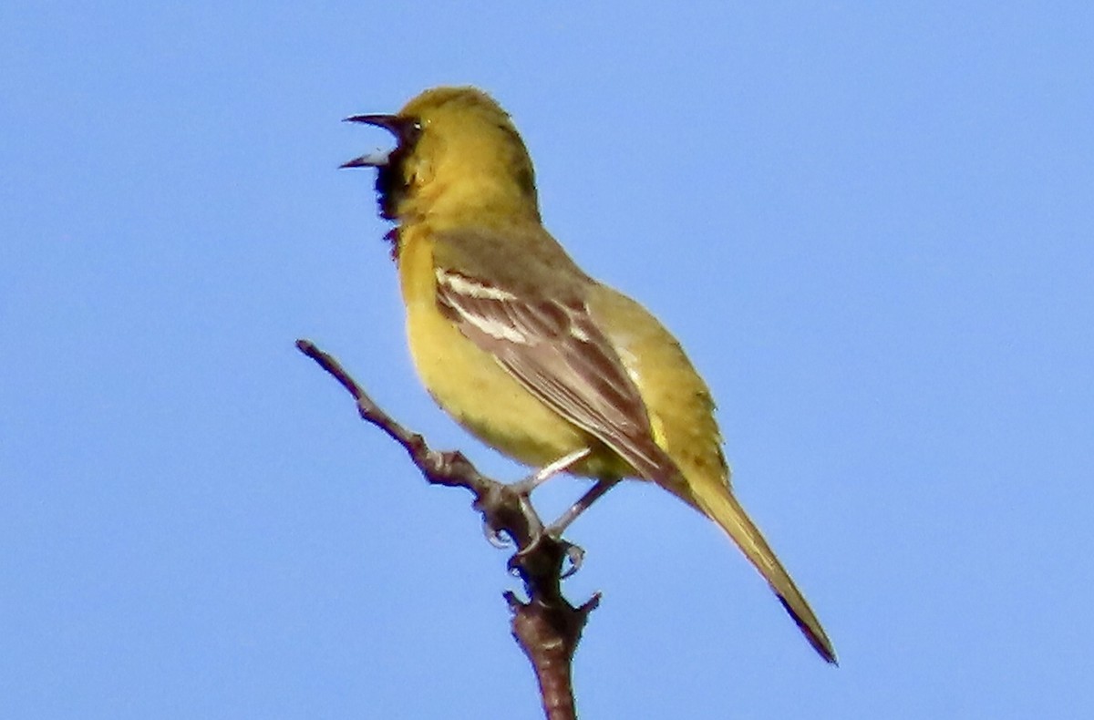 Orchard Oriole - ML618911411