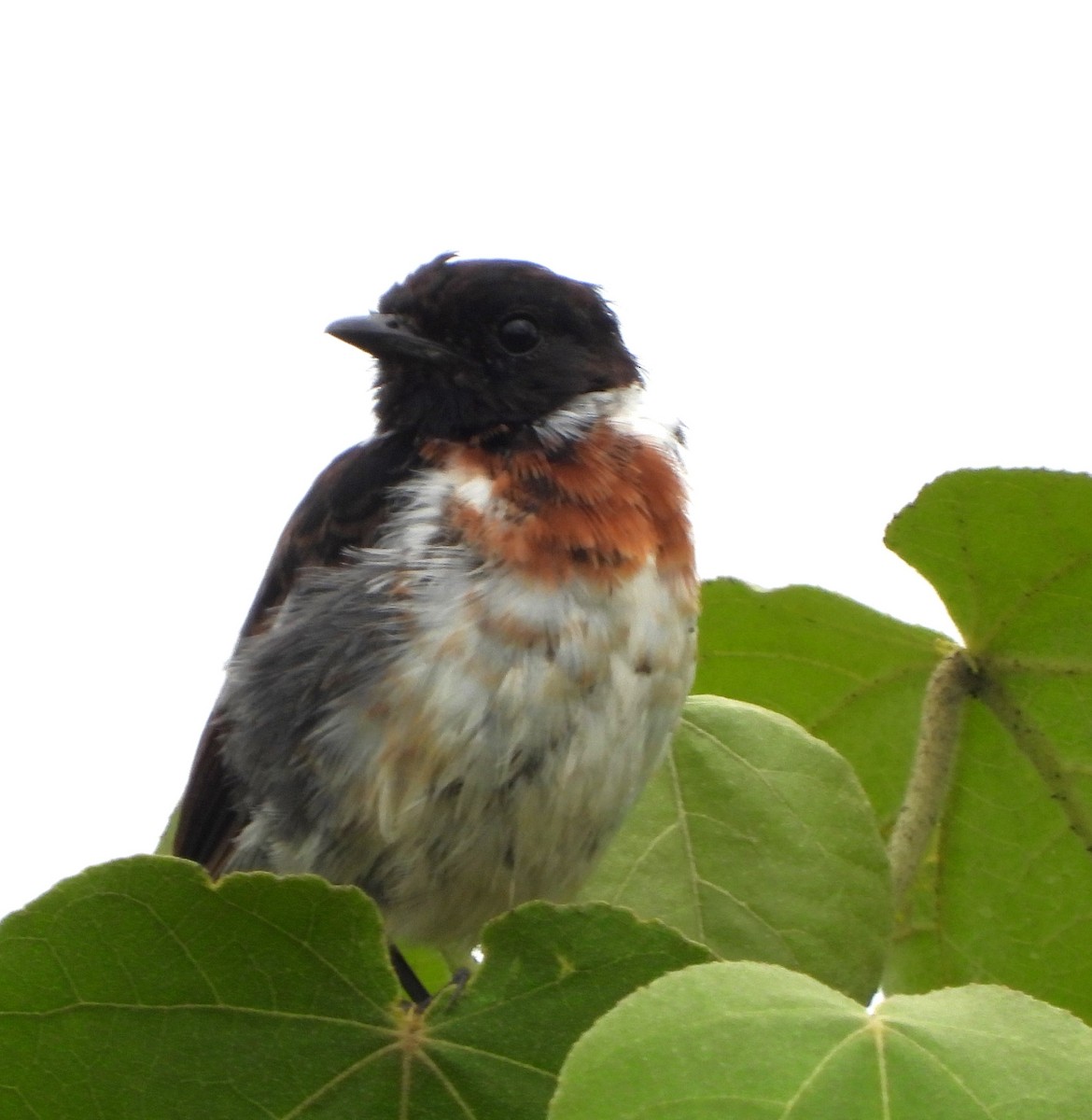 African Stonechat - ML618911446