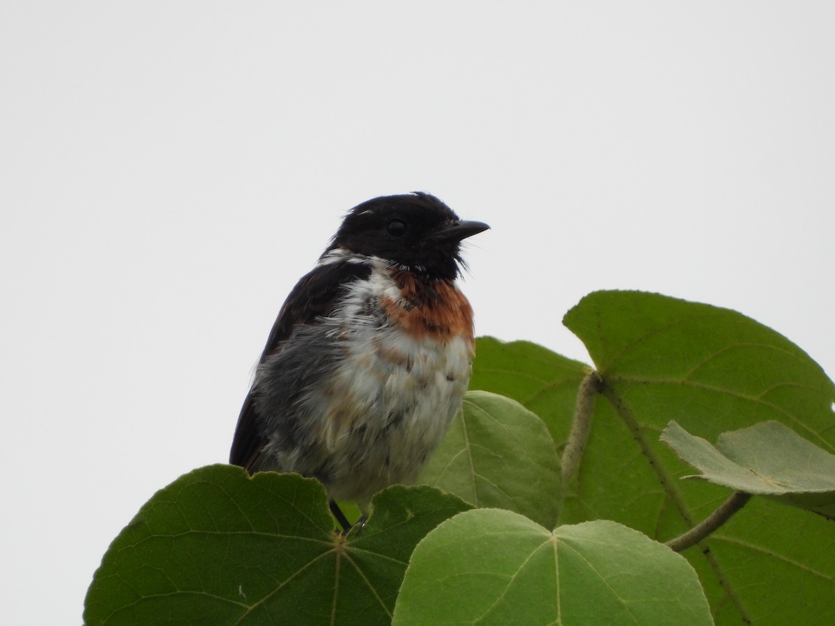 African Stonechat - ML618911449