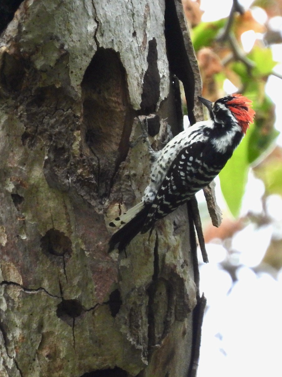 Nuttall's Woodpecker - ML618911492