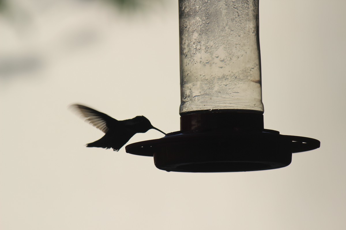 Costa's Hummingbird - ML618911501